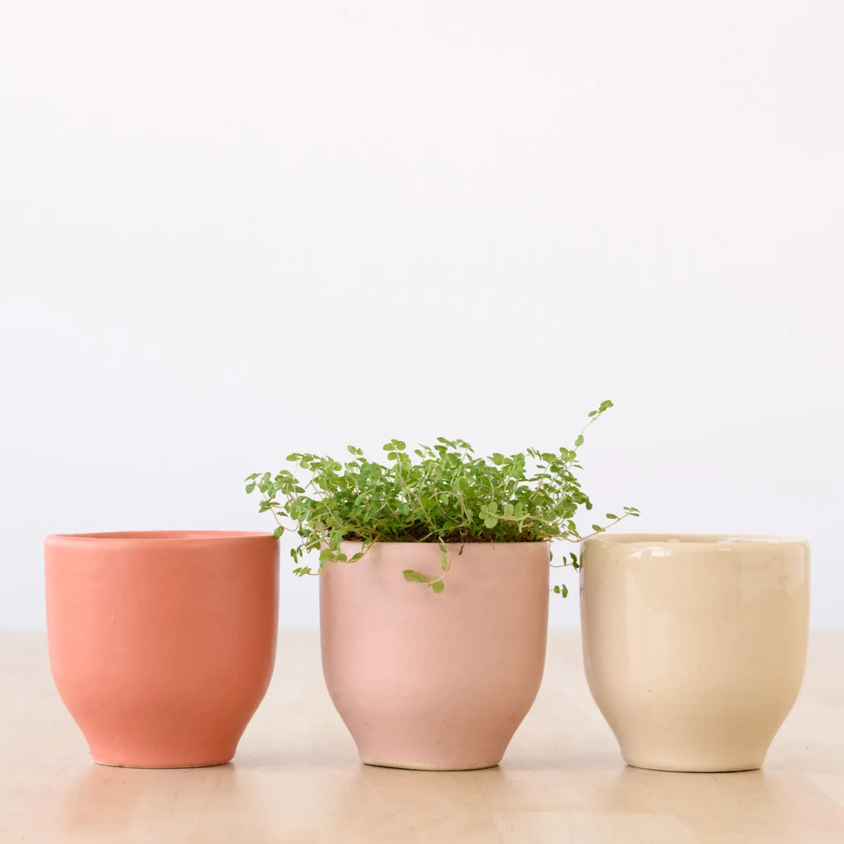 Calandiva Planter - Greens