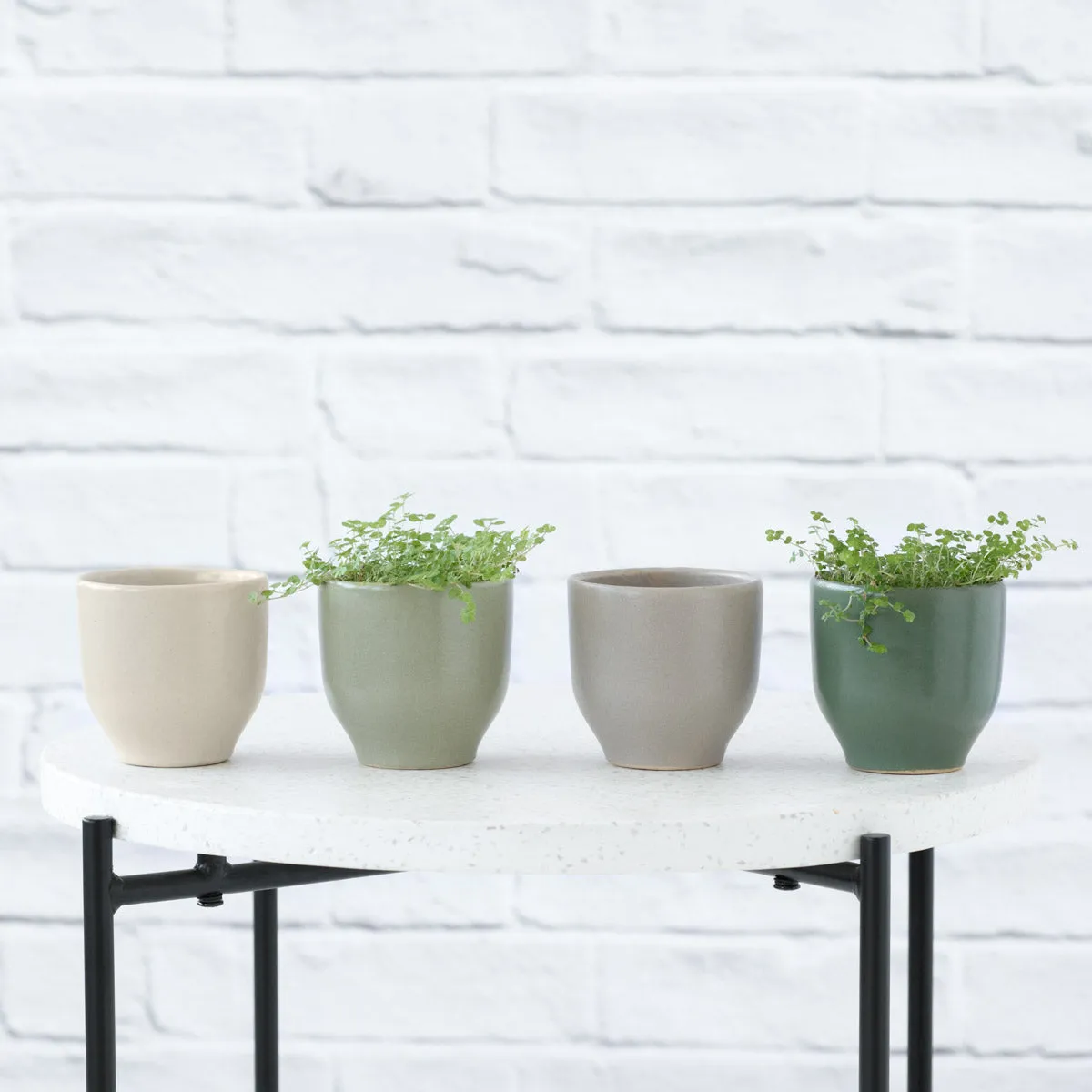 Calandiva Planter - Greens