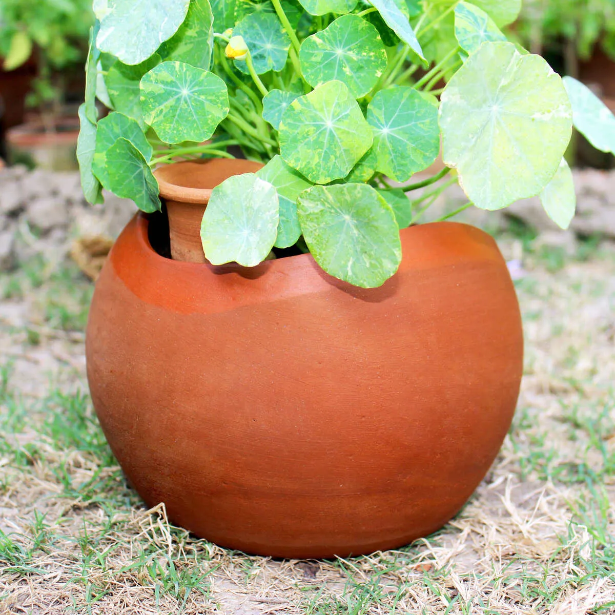 GLO (XL)Terracotta Planter with Deep Root Watering System- Set of 2