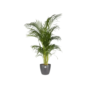 Round Pot - 20cm Anthracite