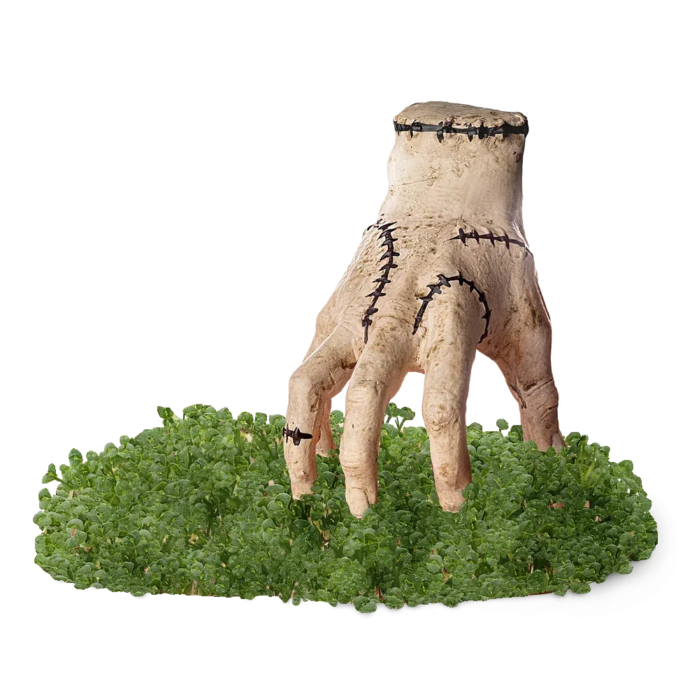 THING CHIA PET